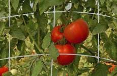 Trellis Netting For Vertical Gardening - Heavy-Duty Vegetable & Tomato Growth Mesh